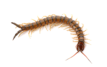 Termite Services Fort Worth