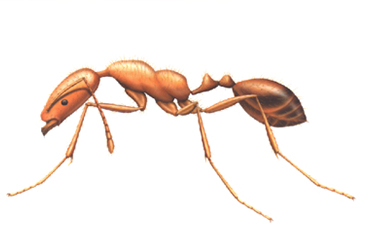 Termite Services Fort Worth
